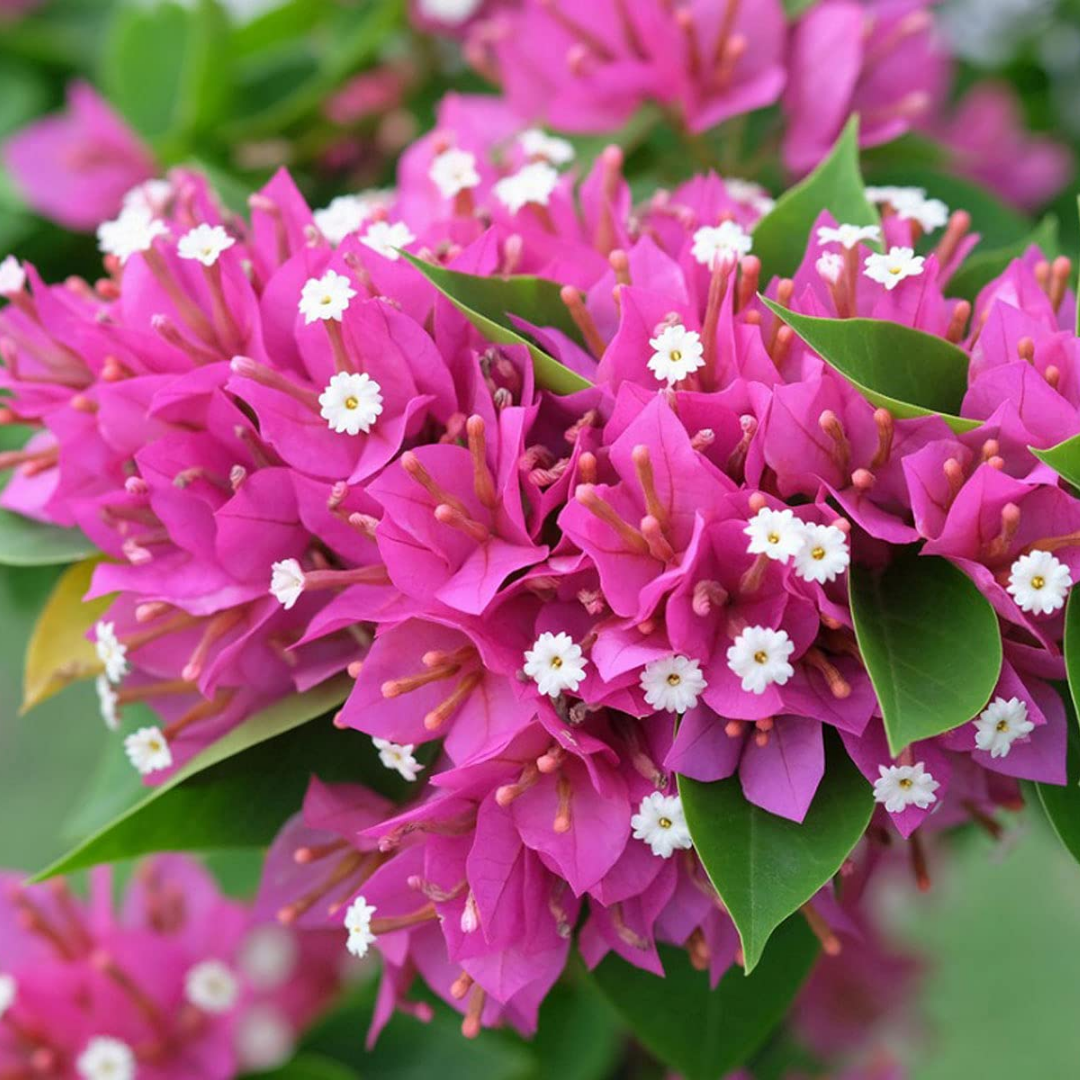 Bougainvillea - Pink Bush - Hybrid Flower Plant