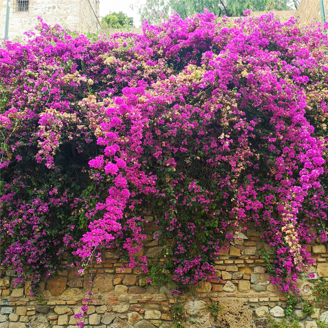 Bougainvillea - Pink Climber - Hybrid Flower Plant