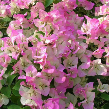 Bougainvillea - Pink White - Hybrid Flower Plant