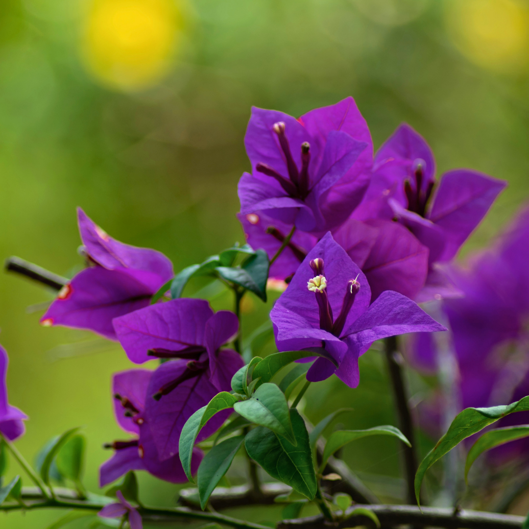 Bougainvillea - Purple Bush - Hybrid Flower Plant