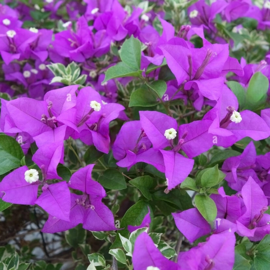 Bougainvillea - Purple Climber - Hybrid Flower Plant