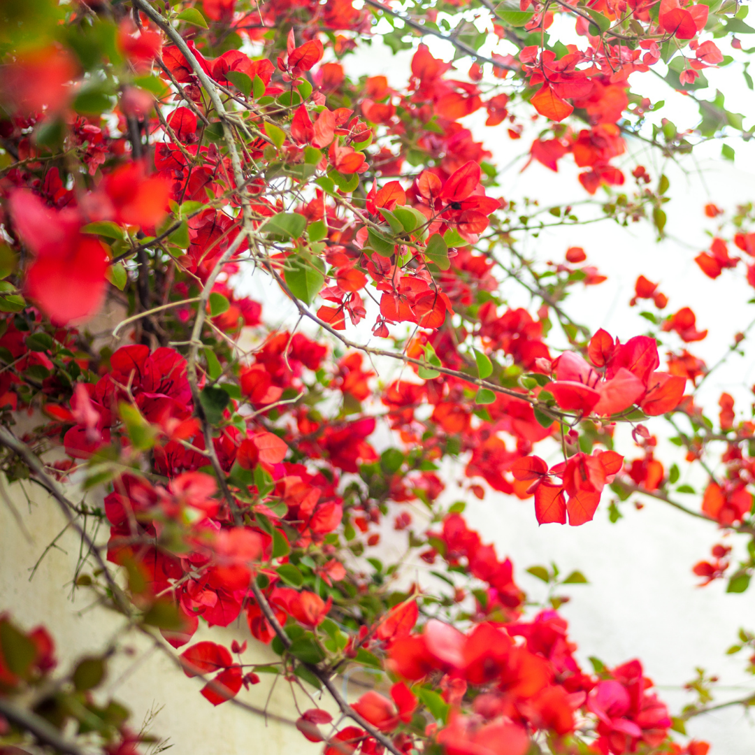 Bougainvillea - Red Climber - Hybrid Flower Plant