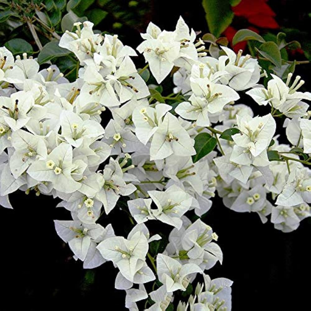 Bougainvillea - White Bush - Hybrid Flower Plant