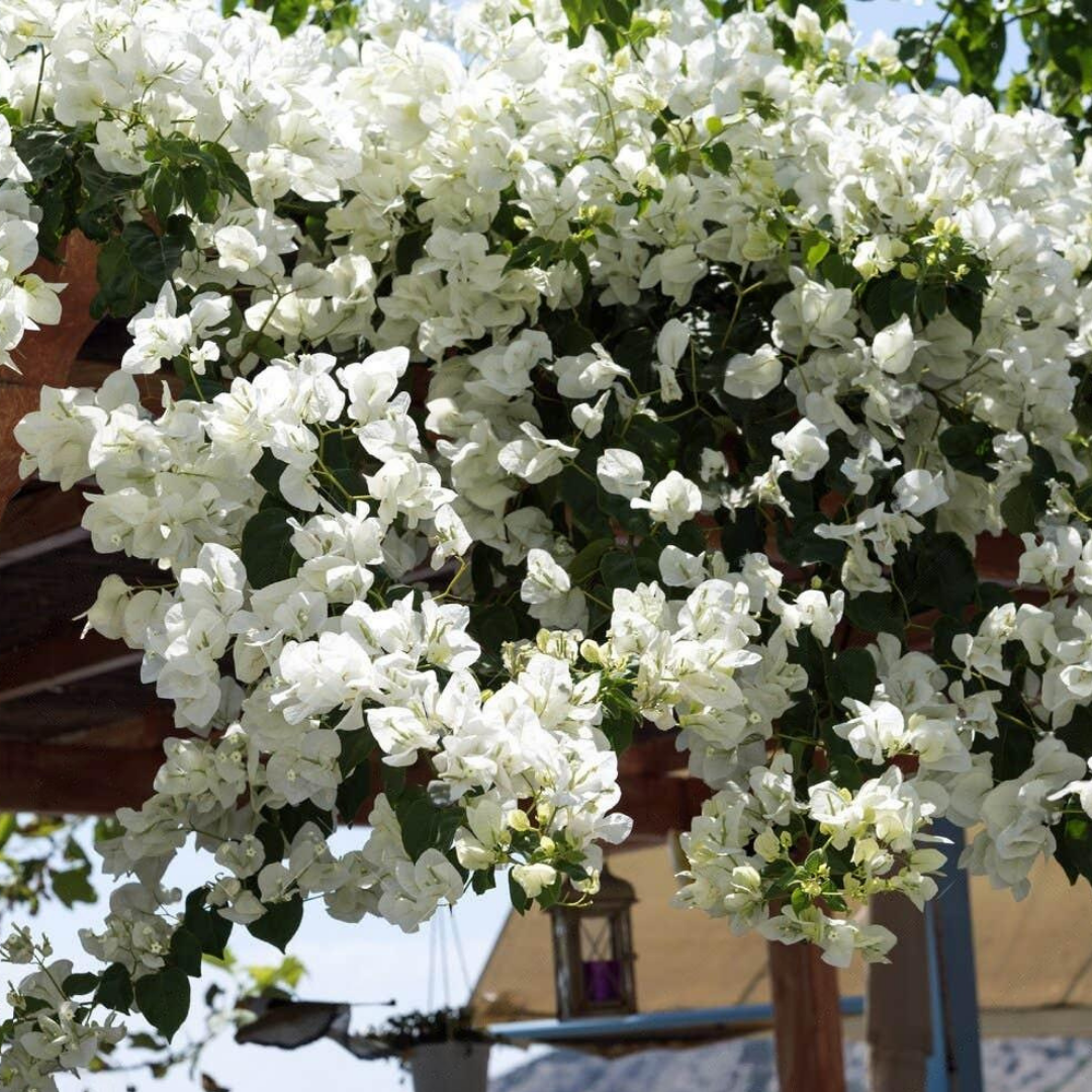 Bougainvillea - White Climber - Hybrid Flower Plant