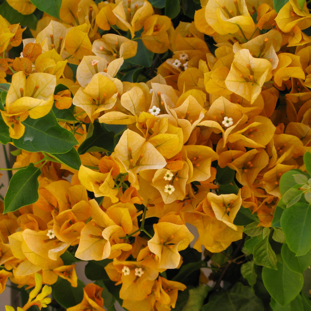 Bougainvillea - Yellow Bush - Hybrid Flower Plant