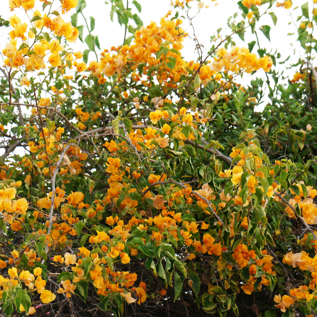 Bougainvillea - Yellow Climber - Hybrid Flower Plant