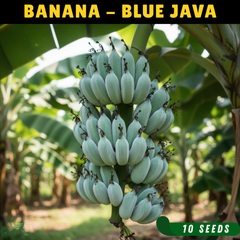Blue Java Banana - 10 Seeds