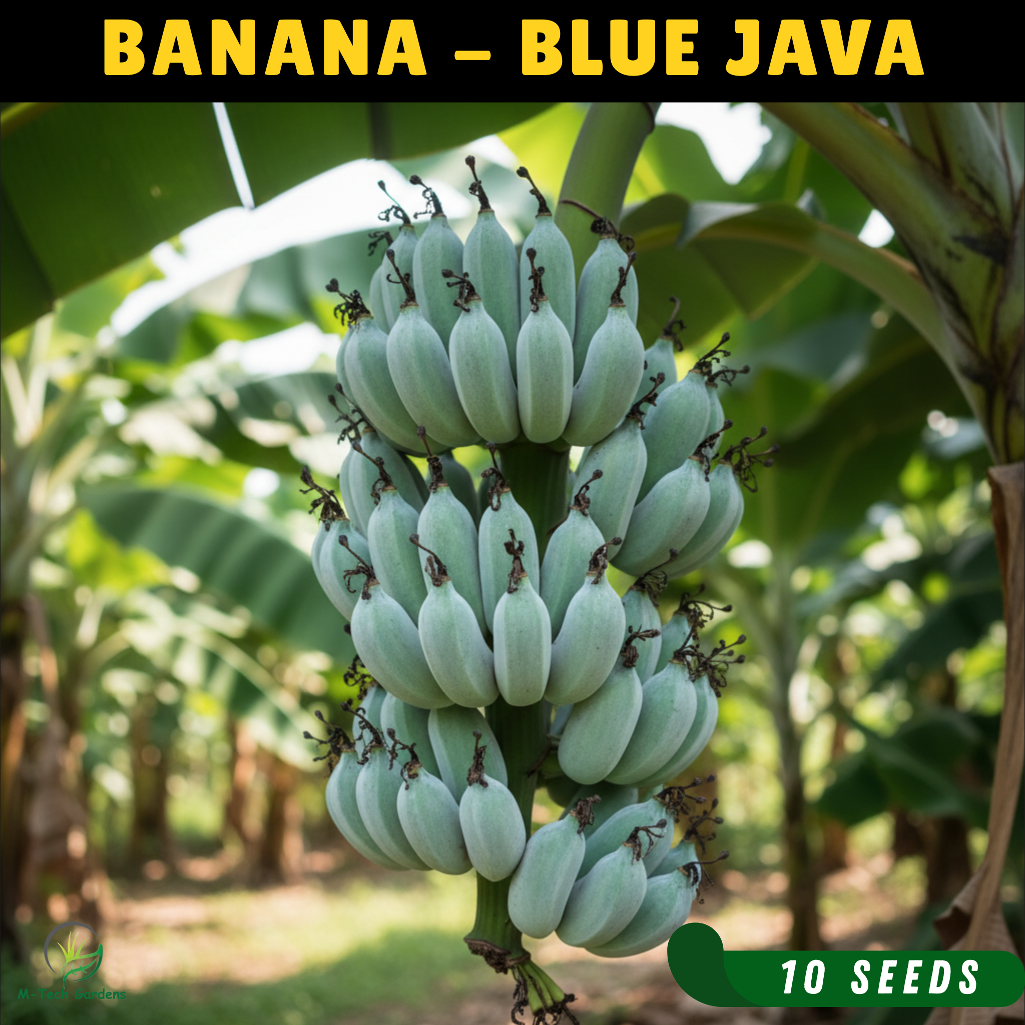 Banaba Blue Java Blue Java Banana - 10 Seeds – M-Tech Gardens