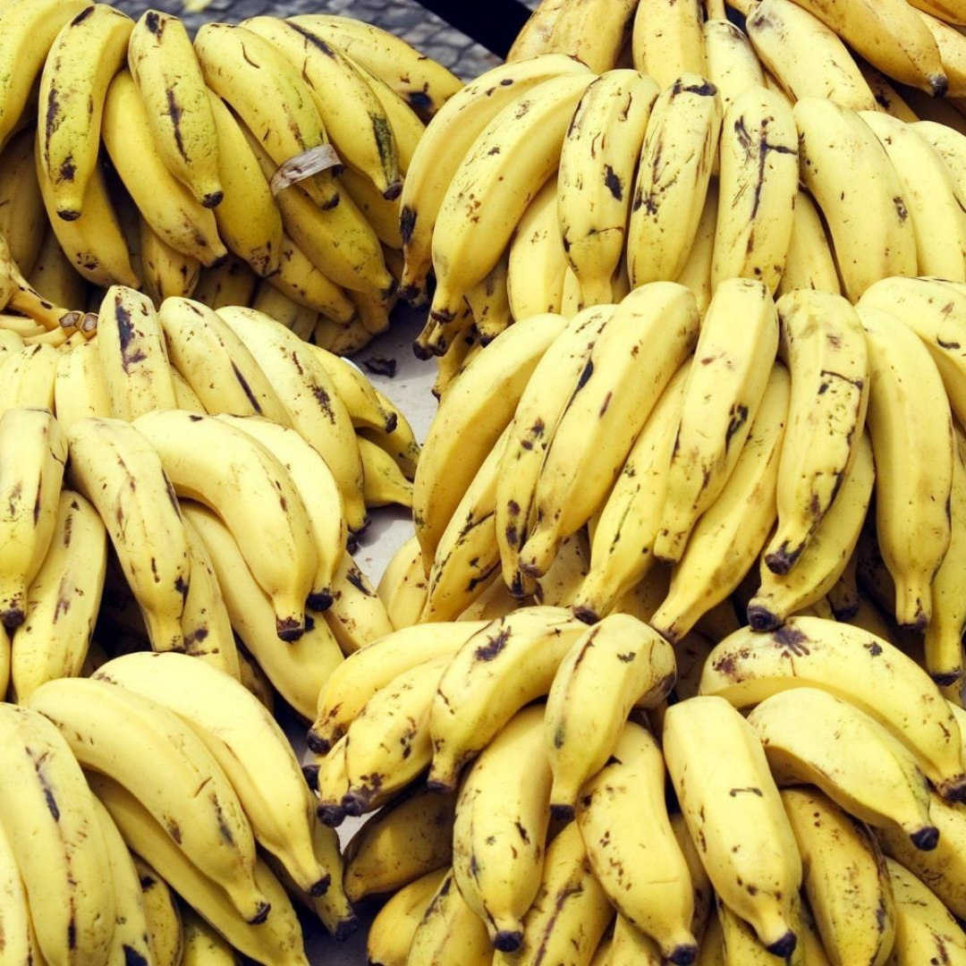 Banana - Kerala Nendran - Fruit Plant