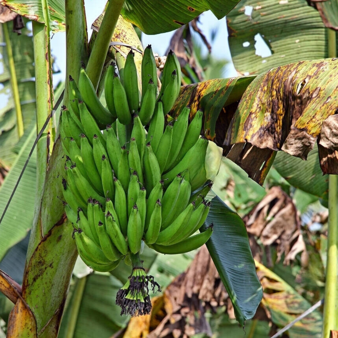 Banana - Kerala Nendran - Fruit Plant