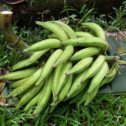 Banana - Kerala Nendran - Fruit Plant