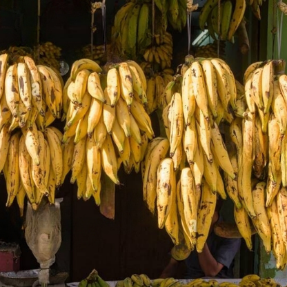 Banana - Kerala Nendran - Fruit Plant