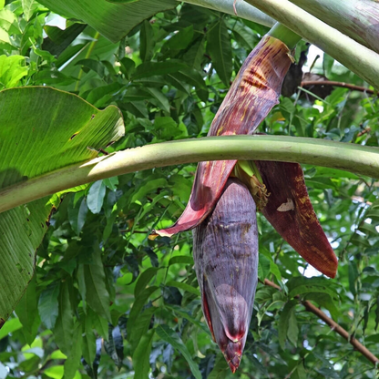 Banana - Kerala Nendran - Fruit Plant