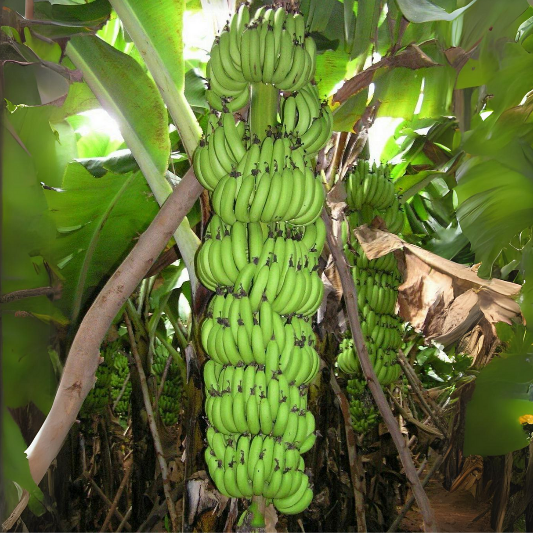 Banana - Robusta - Fruit Plant