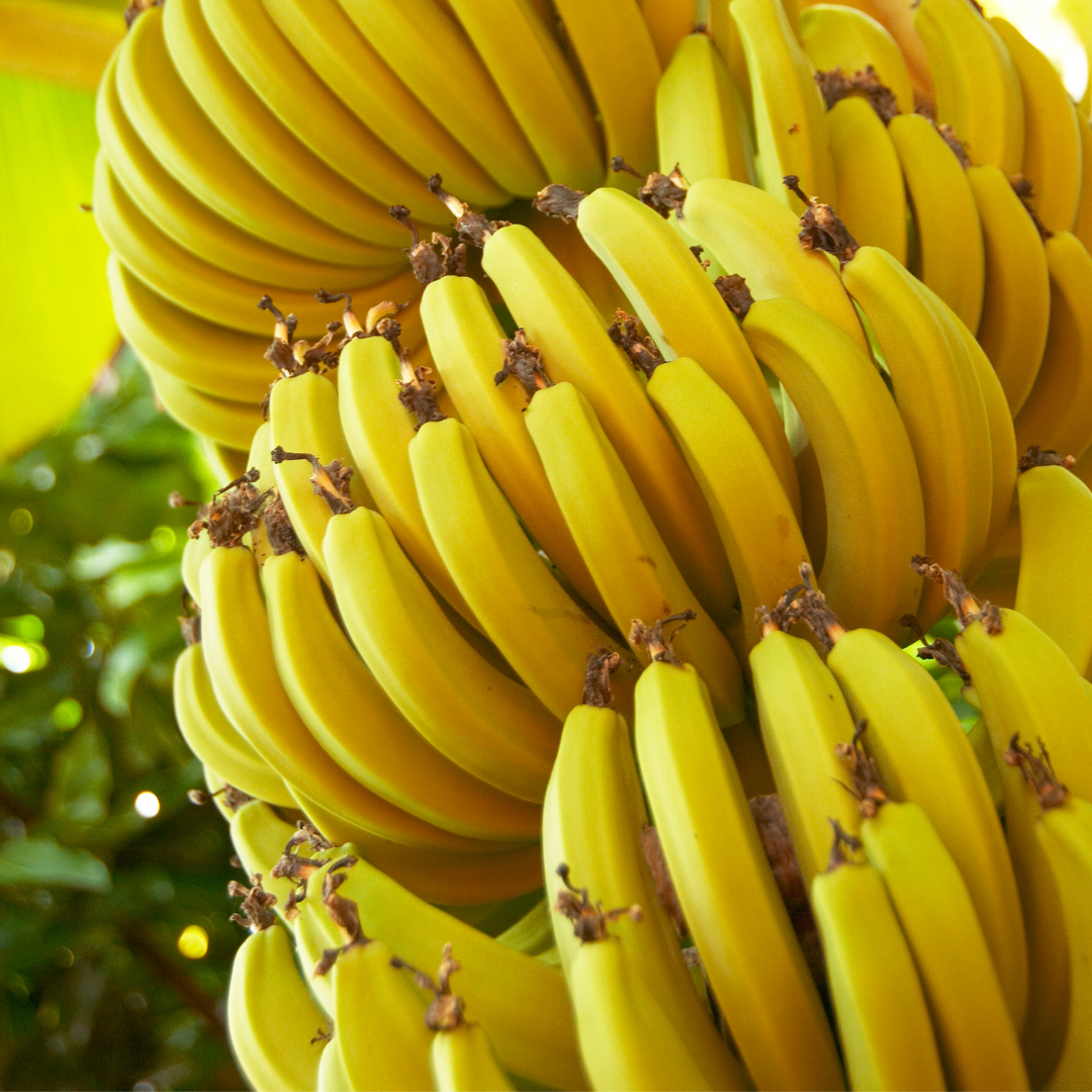 Banana - Robusta - Fruit Plant