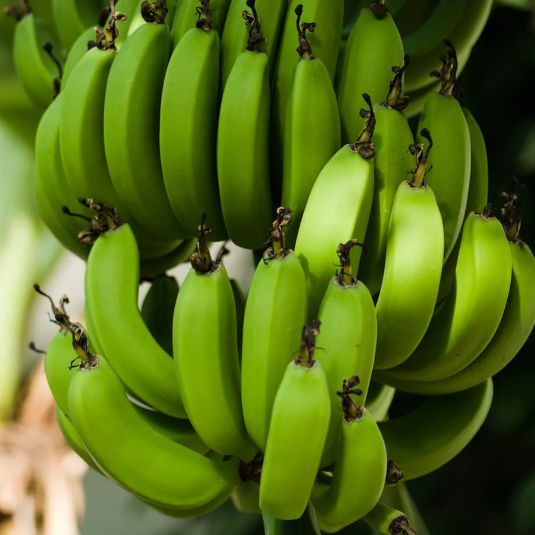 Banana - Robusta - Fruit Plant