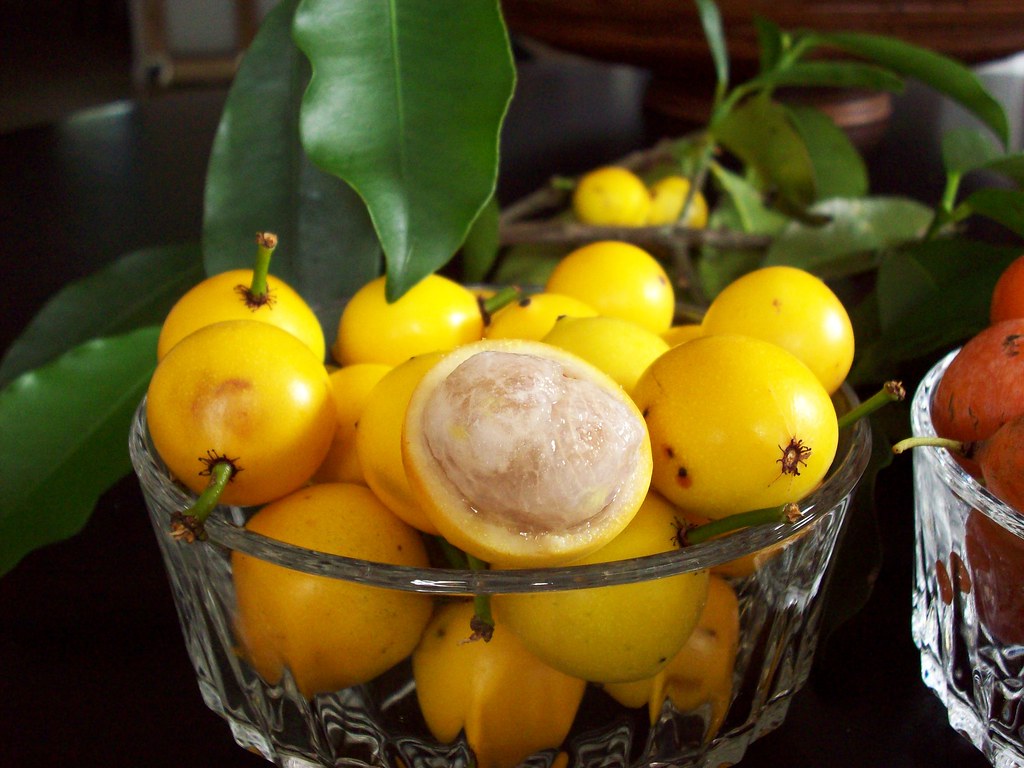 Baraba - Lemon Drop Mangosteen - Hybrid Fruit Plant