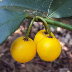 Baraba - Lemon Drop Mangosteen - Hybrid Fruit Plant