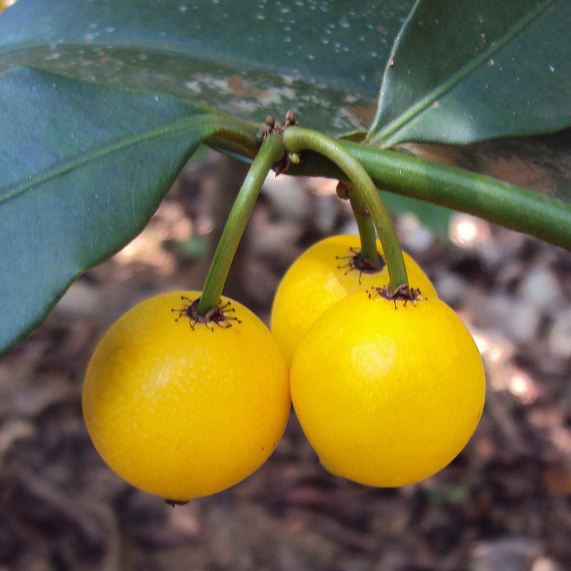 Baraba - Lemon Drop Mangosteen - Hybrid Fruit Plant