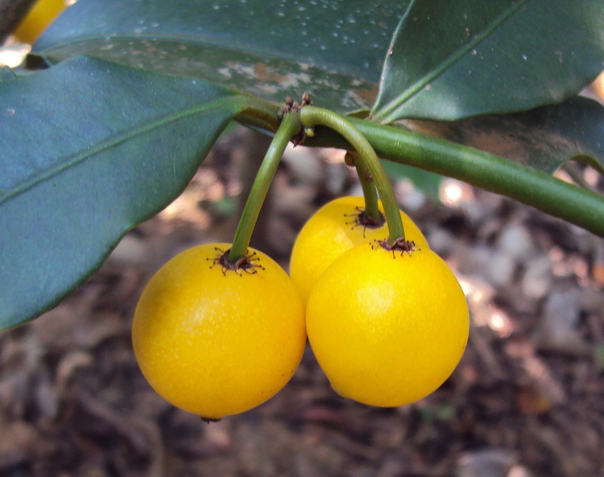 Baraba - Lemon Drop Mangosteen - Hybrid Fruit Plant