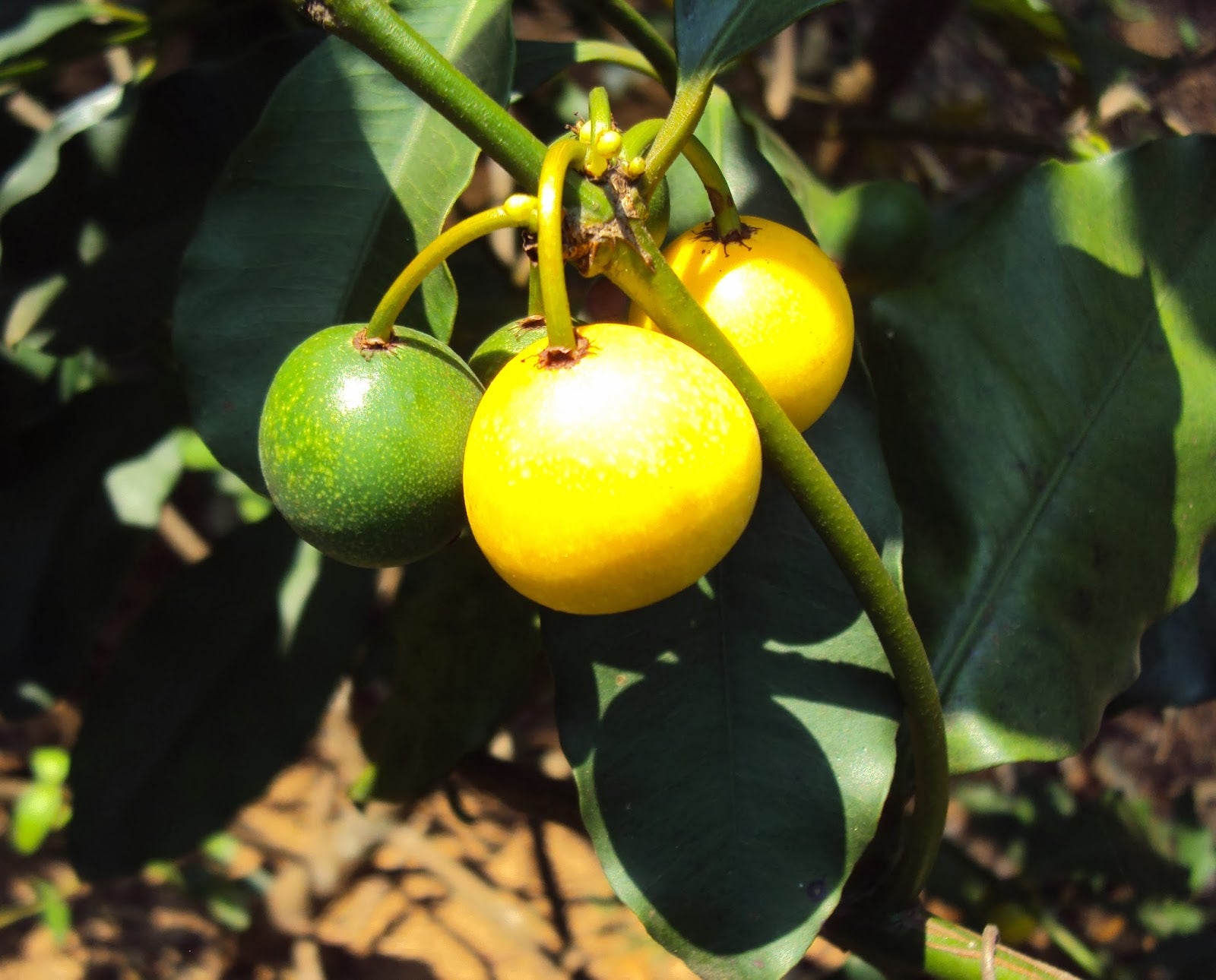 Baraba - Lemon Drop Mangosteen - Hybrid Fruit Plant