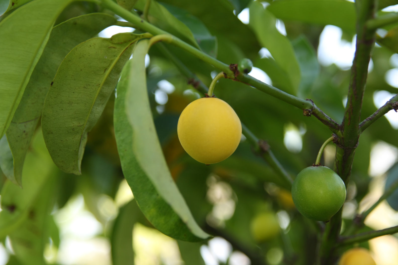 Baraba - Lemon Drop Mangosteen - Hybrid Fruit Plant