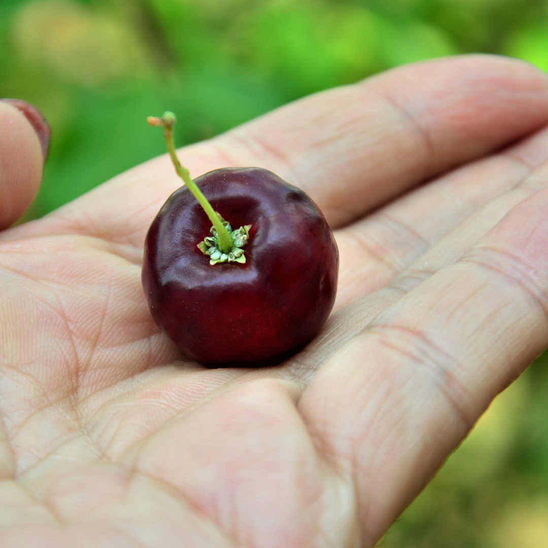 Barbados Cherry - Black - Hybrid Fruit Plant