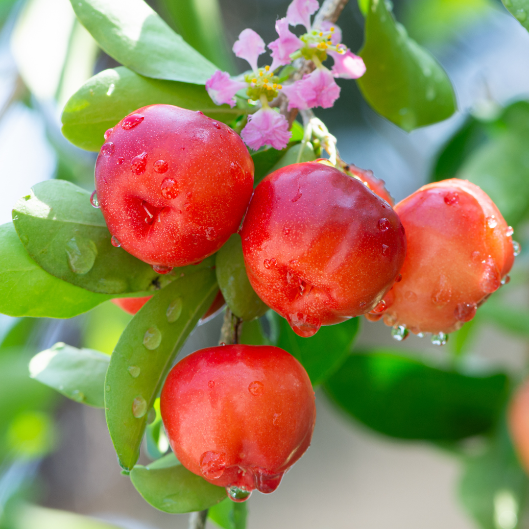 Barbados Cherry - Red - Hybrid Fruit Plant