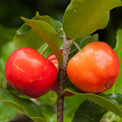 Barbados Cherry - Red - Hybrid Fruit Plant