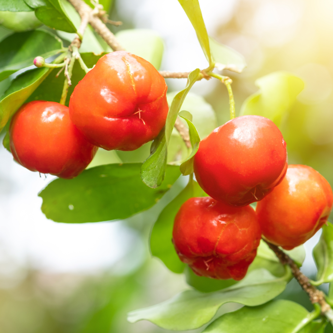 Barbados Cherry - Red - Hybrid Fruit Plant