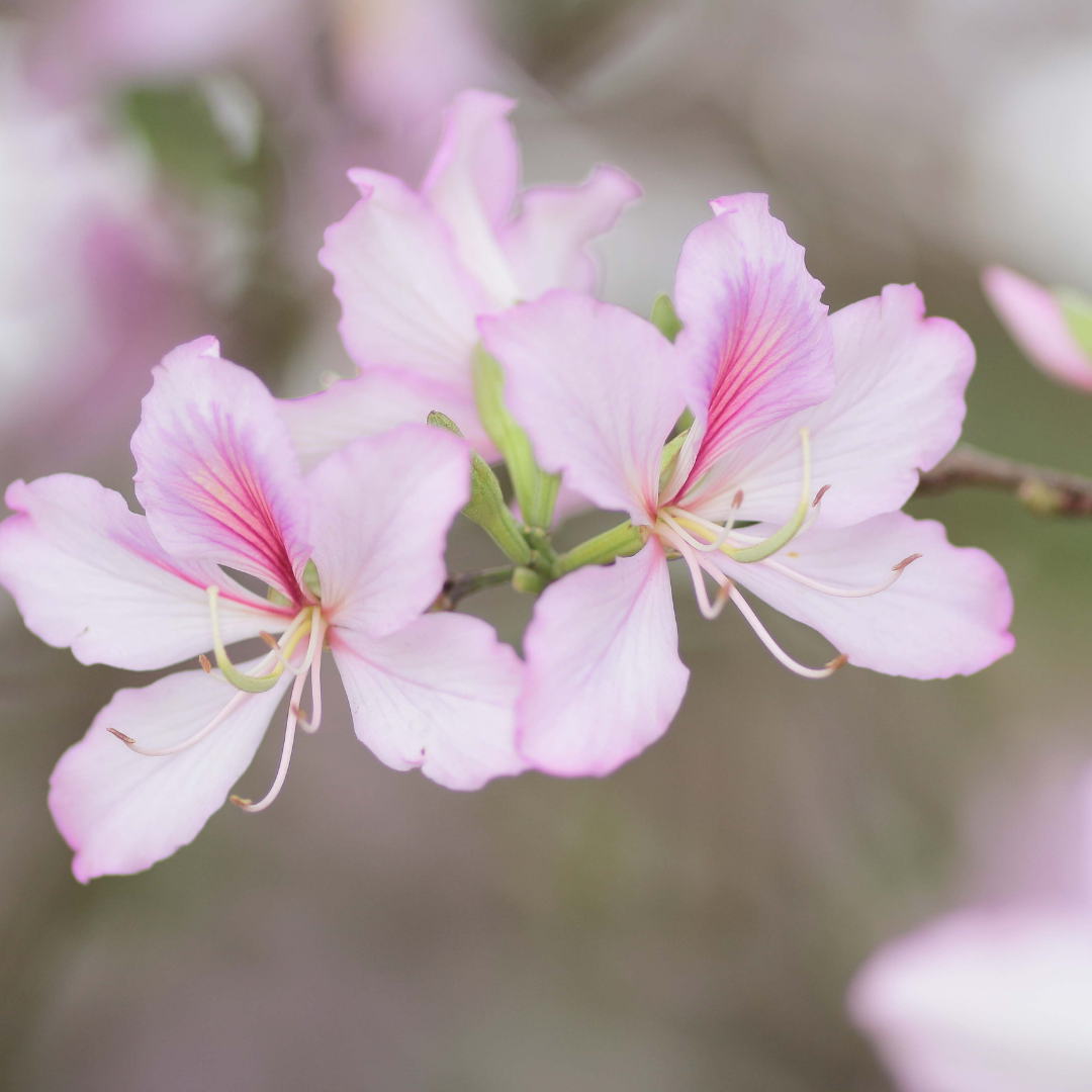 Bauhinia - Pink - 20 Tree Seeds