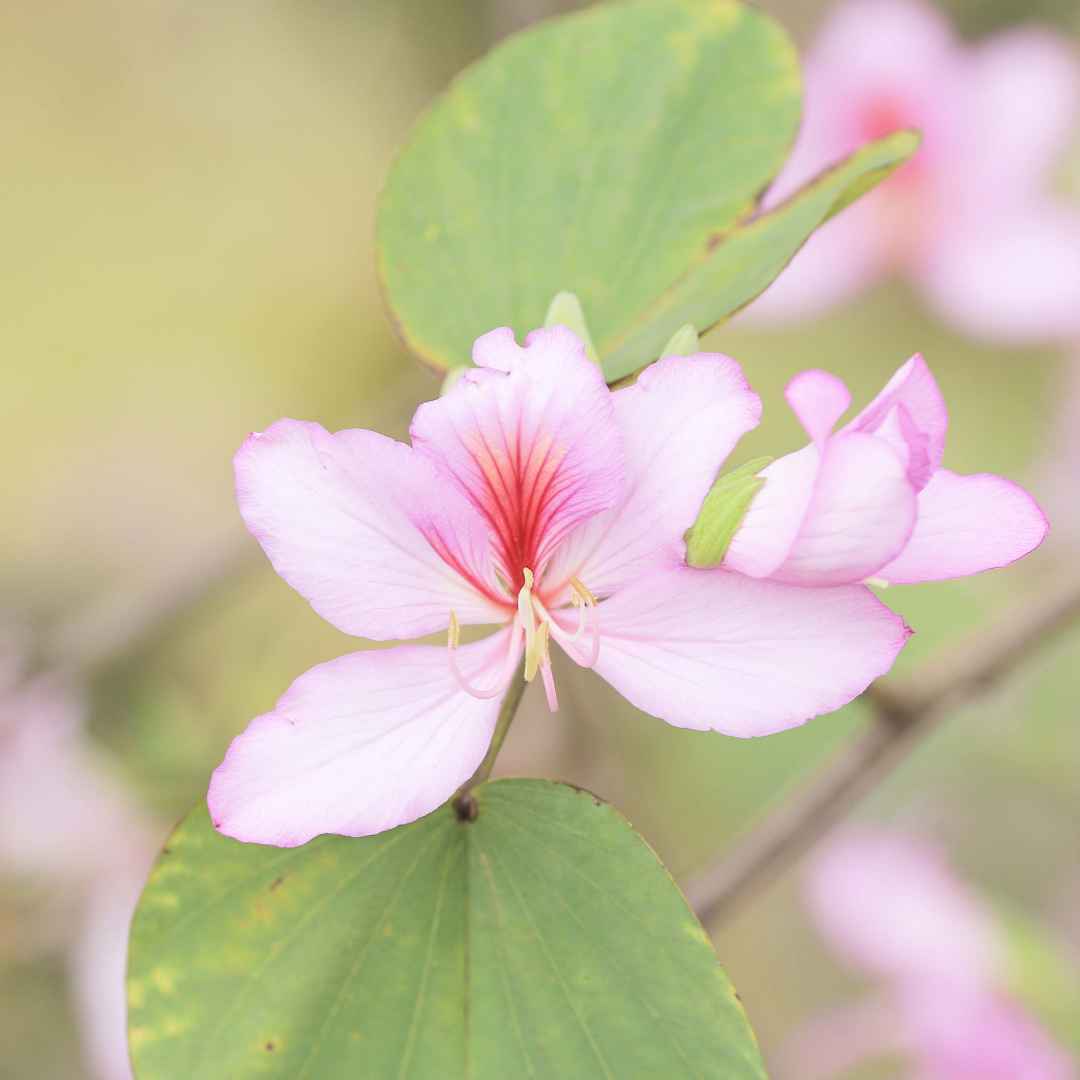 Bauhinia - Pink - 20 Tree Seeds