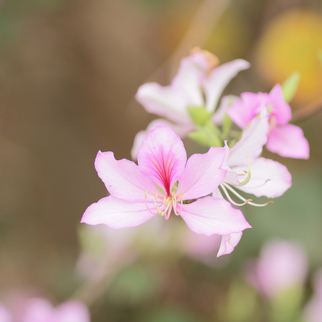 Bauhinia - Pink - 20 Tree Seeds