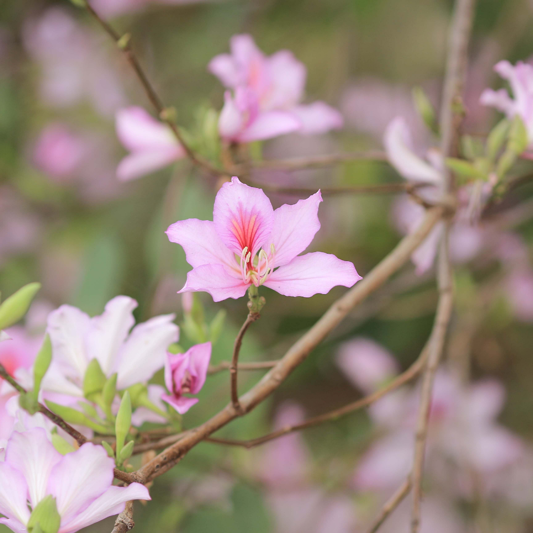 Bauhinia - Pink - 20 Tree Seeds