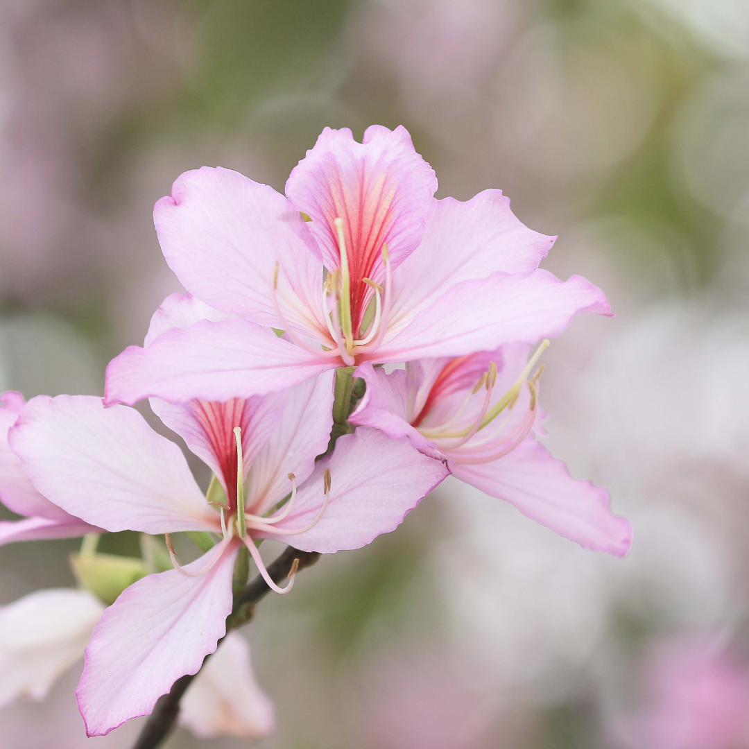 Bauhinia - Pink - 20 Tree Seeds