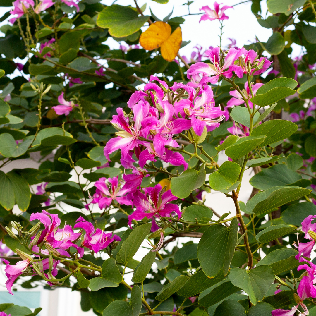 Bauhinia - Purple - 20 Tree Seeds