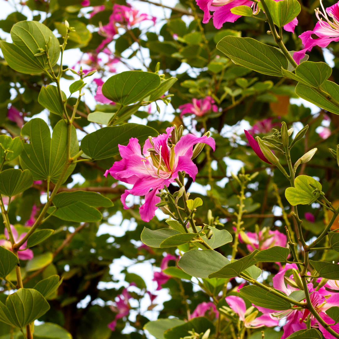 Bauhinia - Purple - 20 Tree Seeds