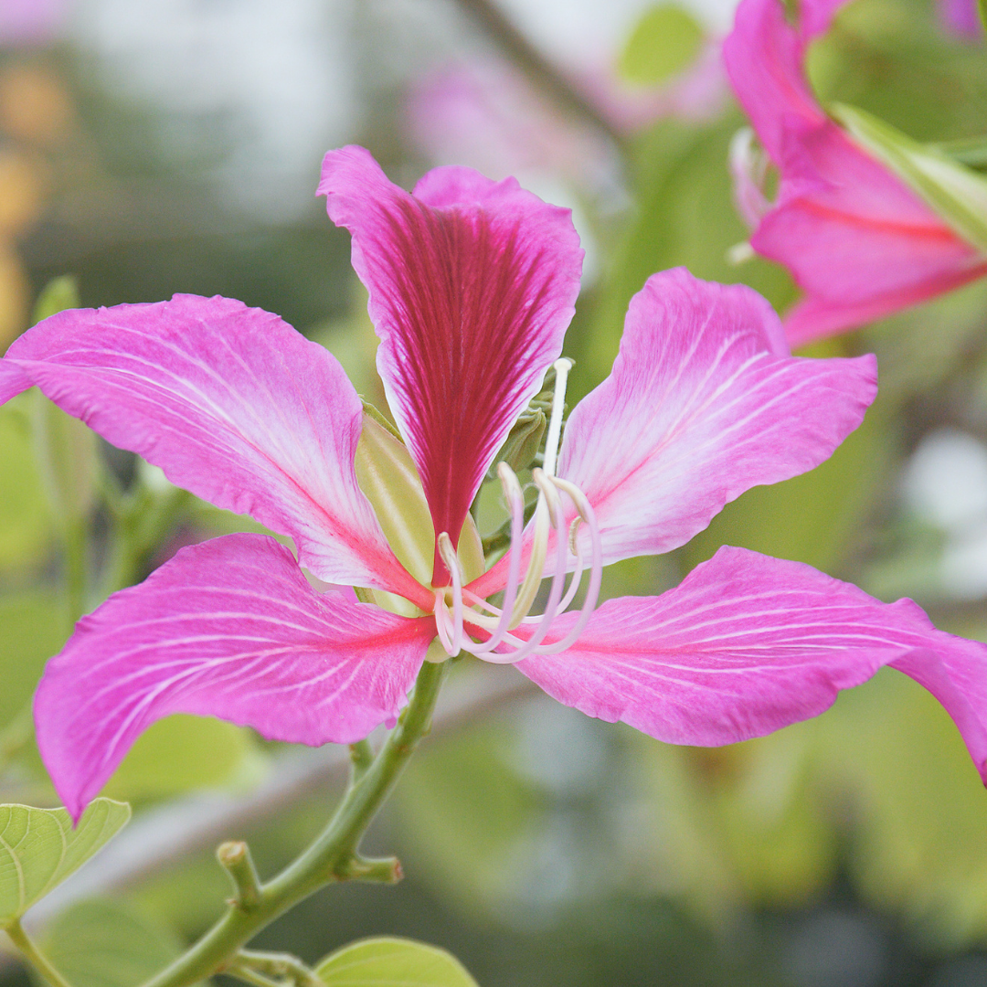 Bauhinia - Purple - 20 Tree Seeds