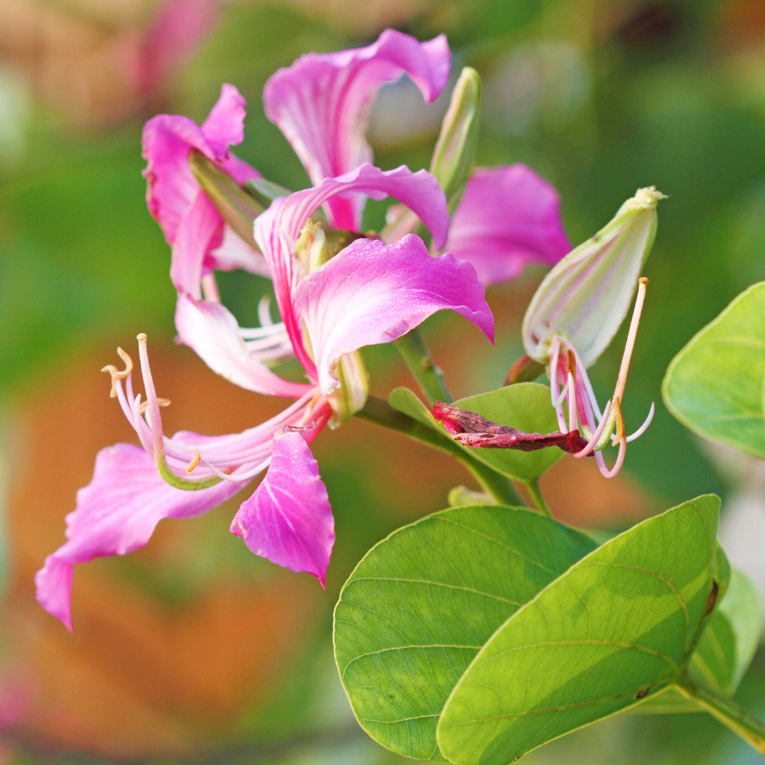 Bauhinia - Purple - 20 Tree Seeds