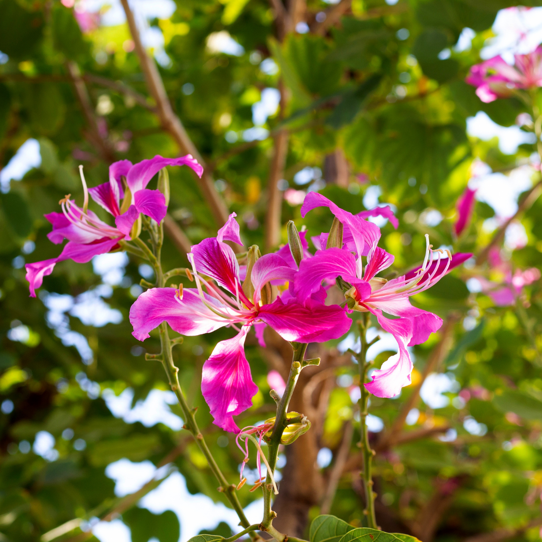 Bauhinia - Purple - 20 Tree Seeds