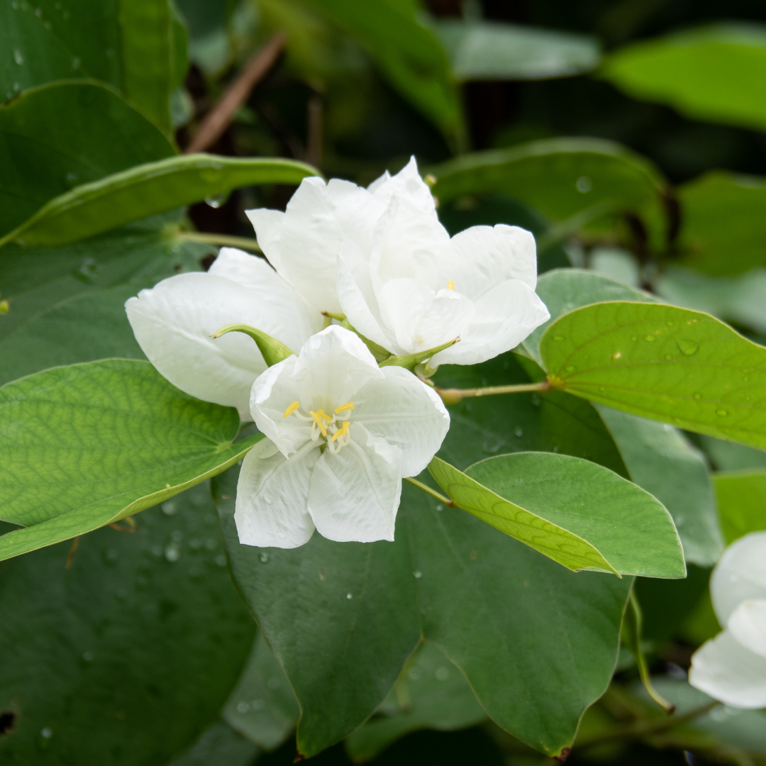 Bauhinia - White - 20 Tree Seeds