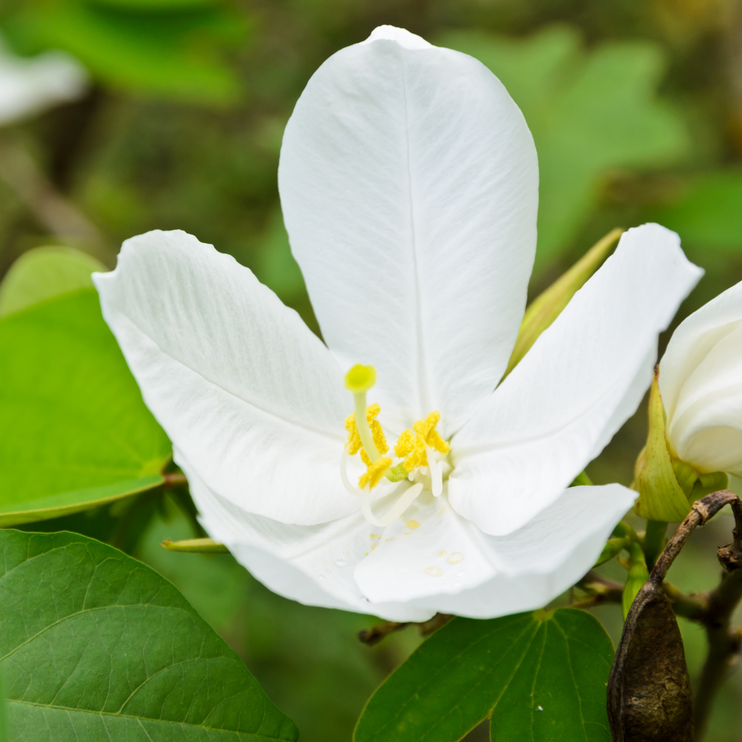 Bauhinia - White - 20 Tree Seeds