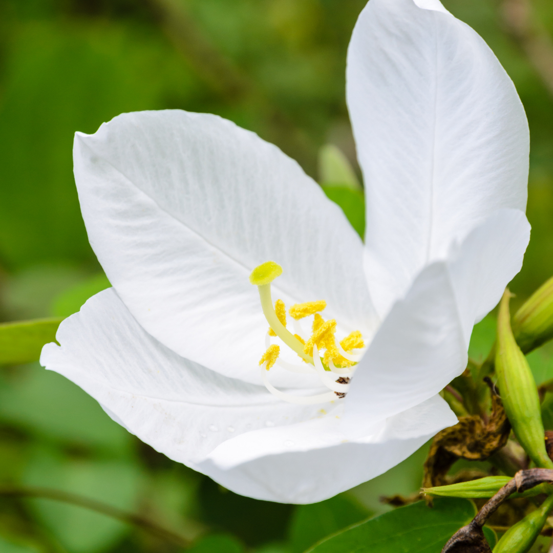 Bauhinia - White - 20 Tree Seeds