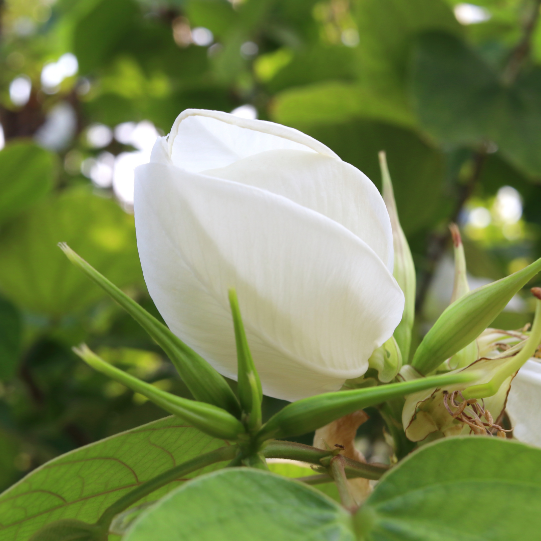 Bauhinia - White - 20 Tree Seeds