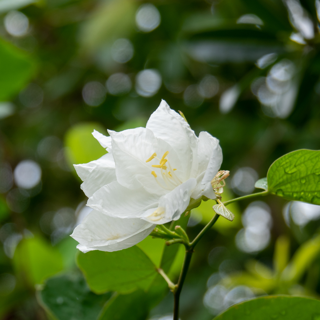 Bauhinia - White - 20 Tree Seeds