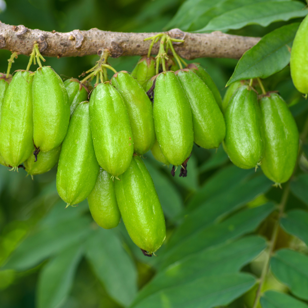 Bilimbi / Ilumbi - Green - Averrhoa bilimbi Fruit Plant