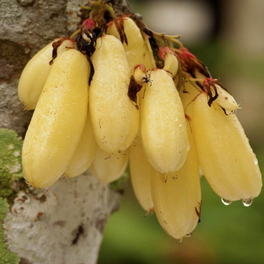 Bilimbi / Ilumbi - Yellow - Averrhoa bilimbi Fruit Plant