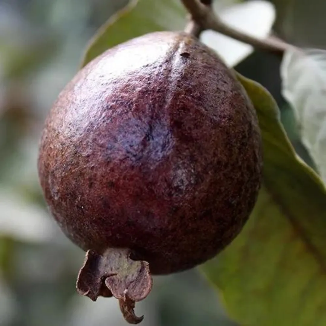 Guava - Black - Hybrid Fruit Plant