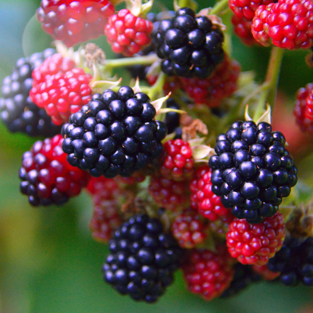 Indian Blackberry - Rubus fruticosus - Fruit Plant