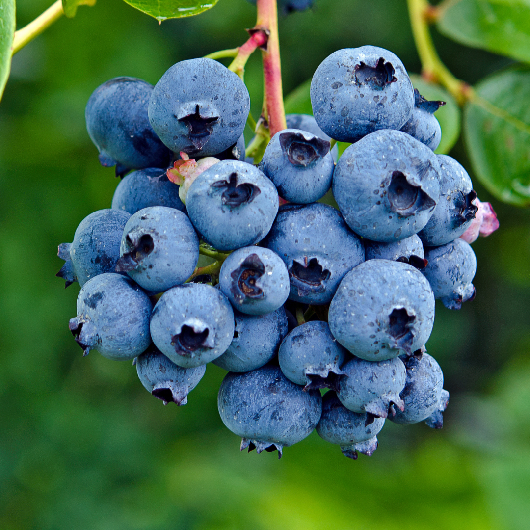 Blueberry - Vaccinium corymbosum Fruit Plant